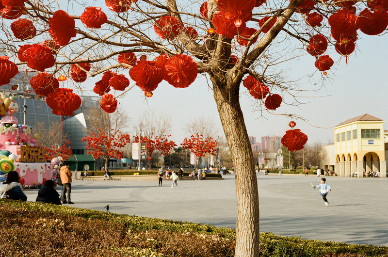 Red lanterns hanging from a bare tree branch in a public plaza during daytime.