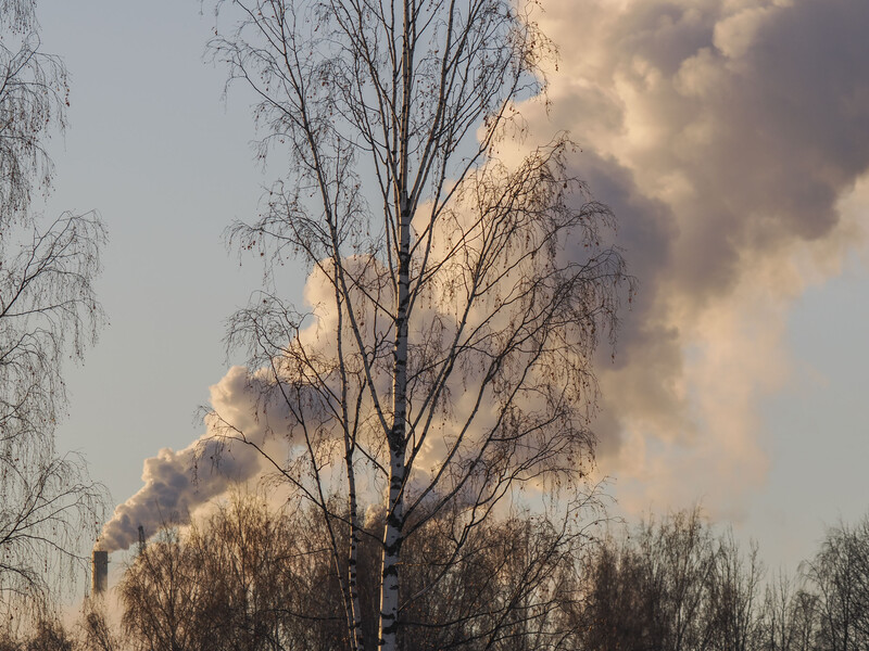 Bare birch tree silhouetted against dramatic golden-hour clouds and sky.