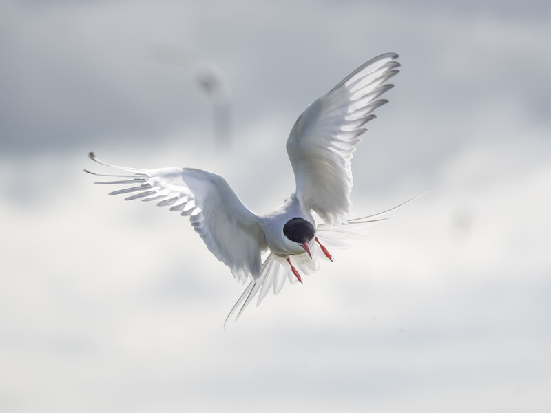 White tern in flight with wings spread wide, red beak visible against cloudy sky.