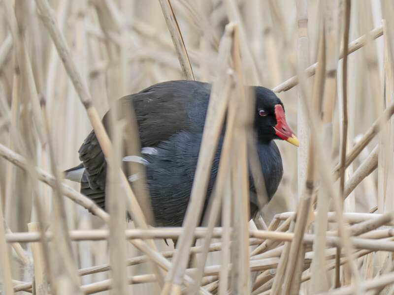 A dark-colored water bird with red face markings perched among dry reeds and cattails.