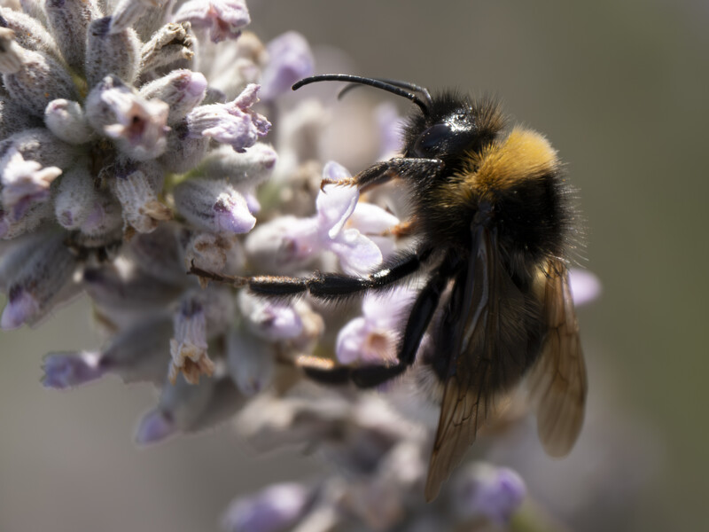 Bumblebee collecting pollen from small purple flower clusters with shallow depth of field.