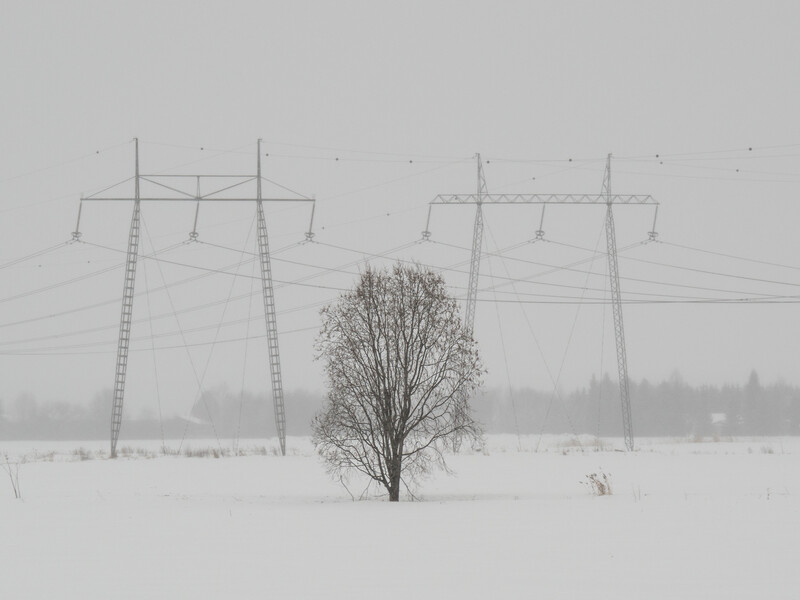 Bare tree standing alone in snow-covered field beneath high-voltage power lines on an overcast day.