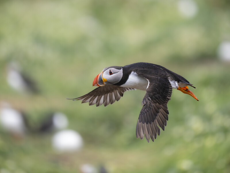 Puffin in flight carrying small fish in its beak with wings spread wide.