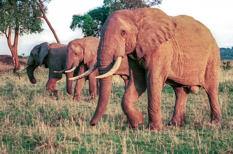 Two African elephants walking through savanna grassland with trees in background.