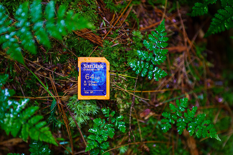 SanDisk 64GB SD memory card placed on wet moss and small green plants.