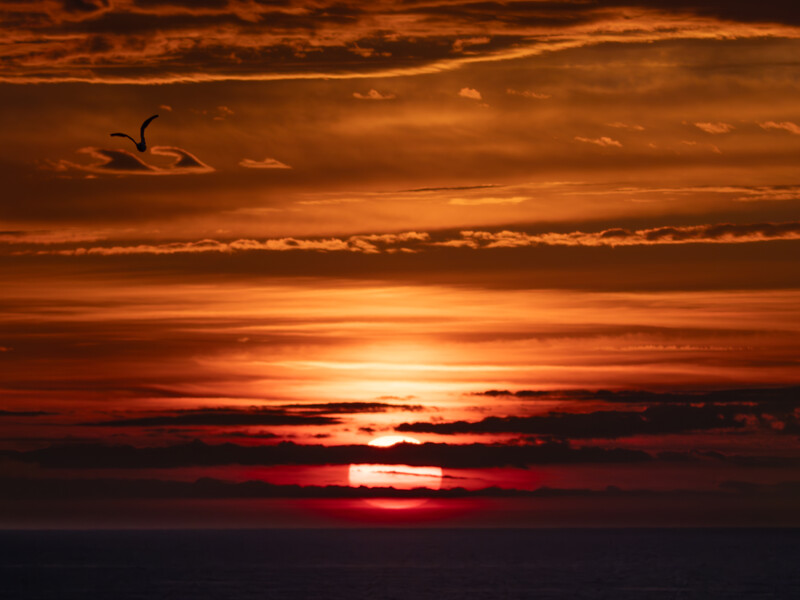 Silhouetted bird in flight against a dramatic golden and crimson sunset sky.