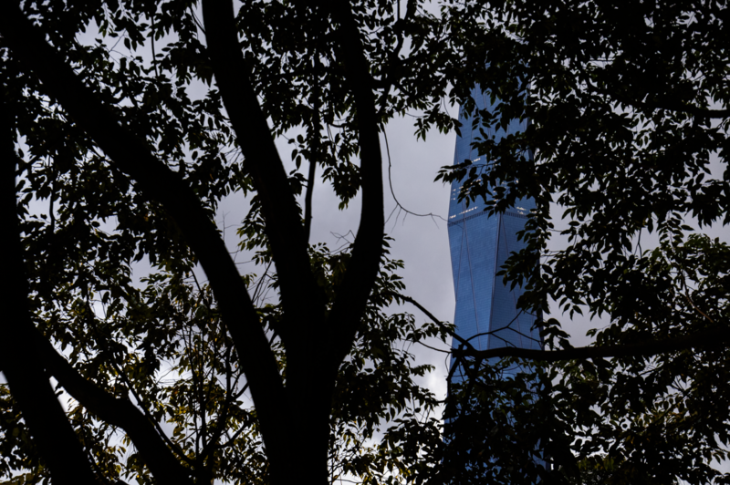 Silhouetted tree branches frame a blue sky with a tall building visible through the canopy.