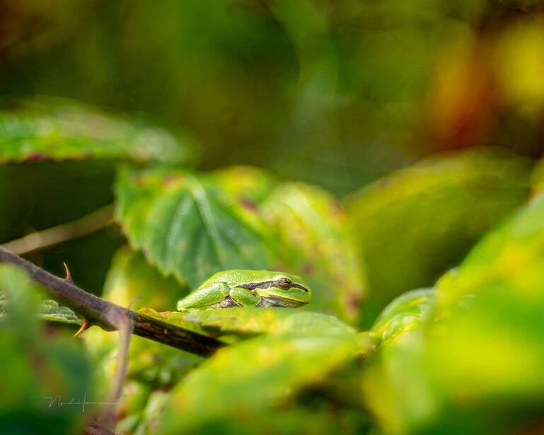 Tree frog, captured with extension tubes. Captured with f/2.8