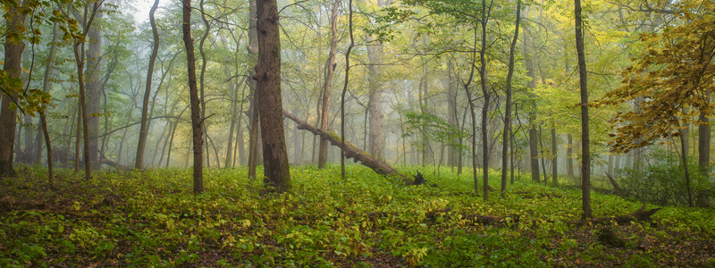 Misty deciduous forest with tall trees and dense undergrowth of low vegetation covering the forest floor.