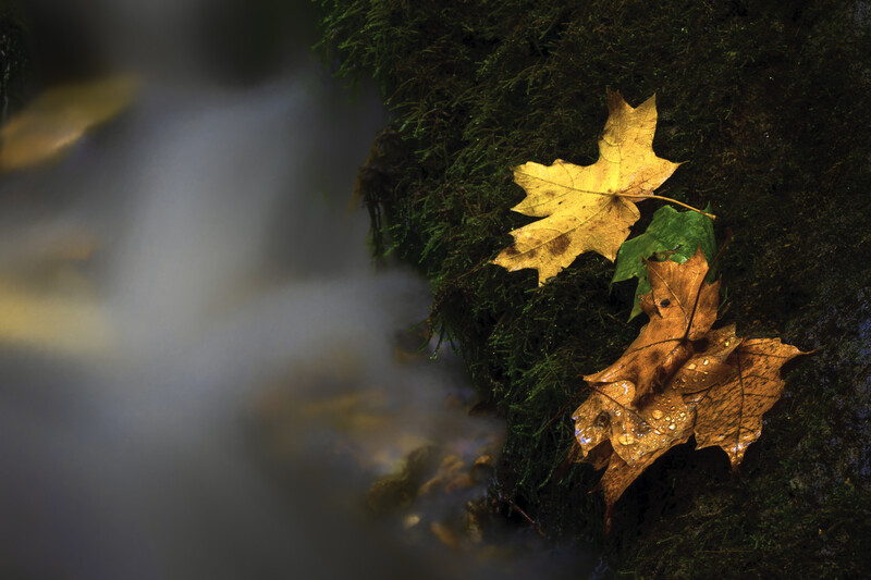 Yellow and brown autumn leaves resting on moss-covered rock beside flowing water.