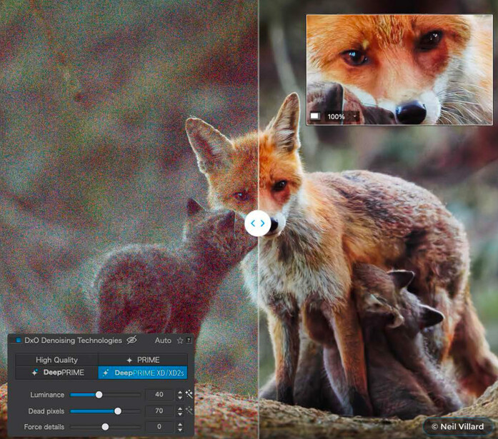 Screenshot showing post-processing adjustments applied to a fox photograph, with editing interface and preview visible.