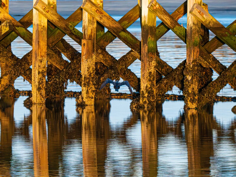 Weathered wooden lattice fence posts partially submerged in still water with blue sky reflection.