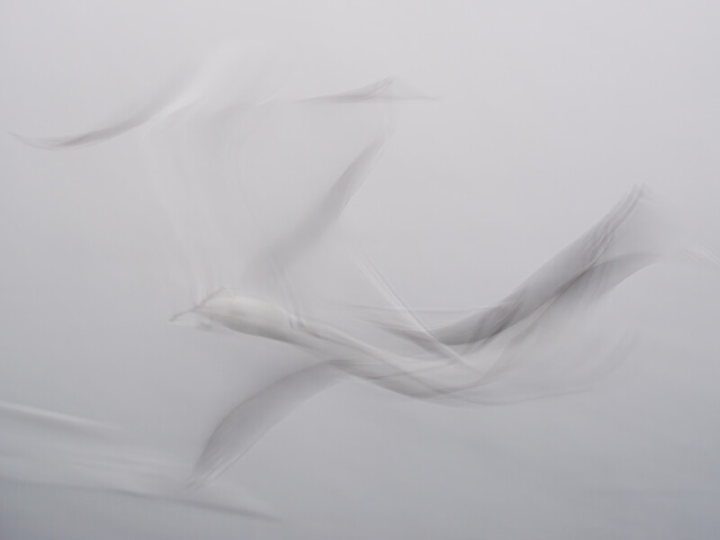Soft, ethereal feathers floating against a light gray background in gentle motion blur.