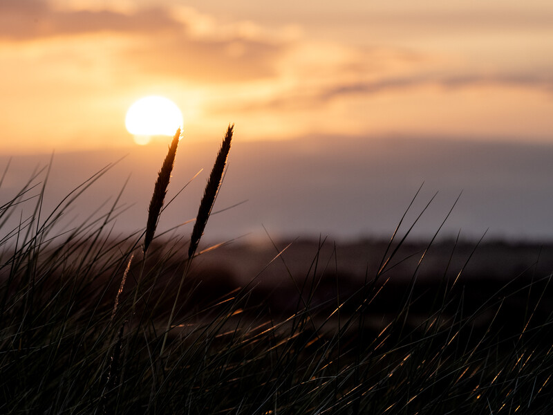 Two tall seed heads silhouetted against a golden sunset sky with the sun positioned between them.