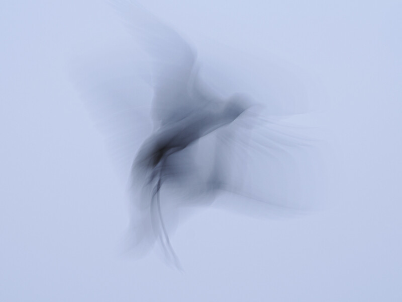 Motion-blurred bird in flight against a pale blue sky, captured with intentional camera movement.