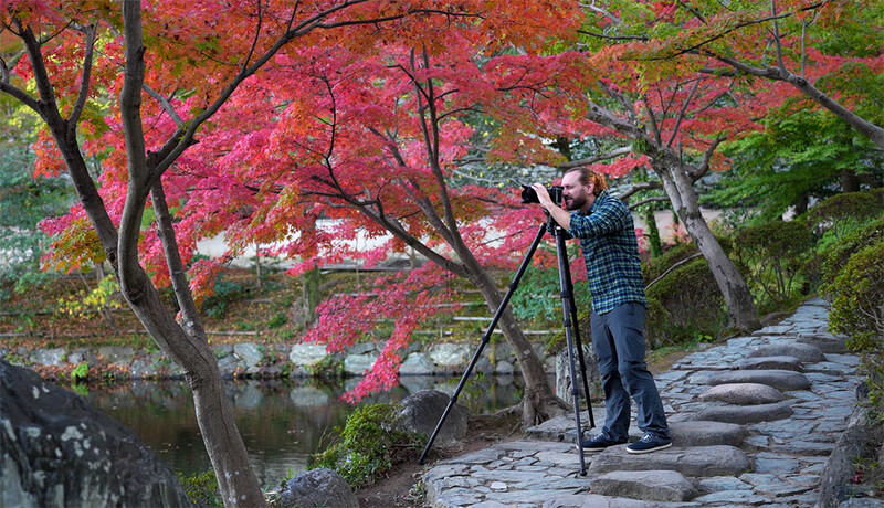 Photographer on a stone pathway photographing vibrant magenta Japanese maple trees reflected in a calm pond.
