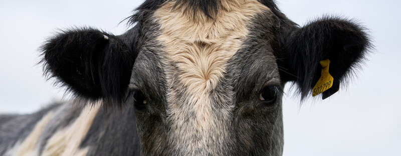 Close-up portrait of a black and white cow with yellow ear tag, facing camera against light sky.