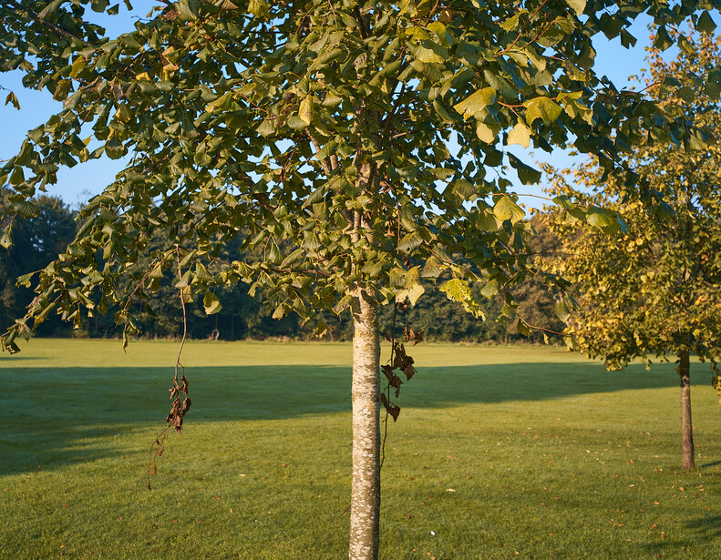 Two children climbing a tall birch tree in an open grassy field under golden afternoon light.