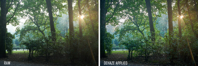Forest scene with sunlight streaming through tall trees, comparing raw and dehaze-applied versions.