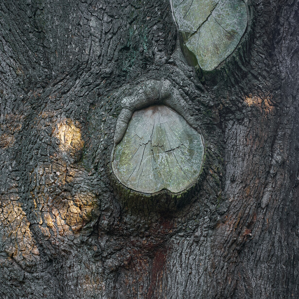 Close-up of tree bark with multiple pale fungal shelf growths emerging from dark, weathered surface.