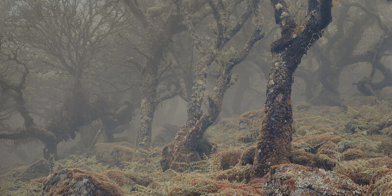 Misty forest with gnarled, moss-covered trees shrouded in heavy fog.