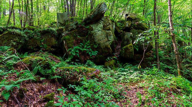 Moss-covered boulders nestled among forest understory vegetation and leaf litter.