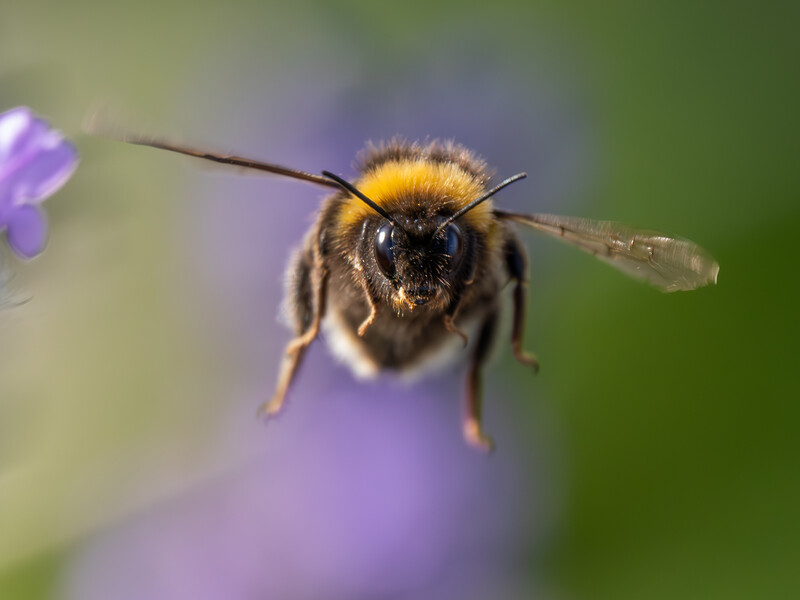 Bee in flight approaching a small purple flower, shot head-on with sharp detail on its fuzzy face and body.