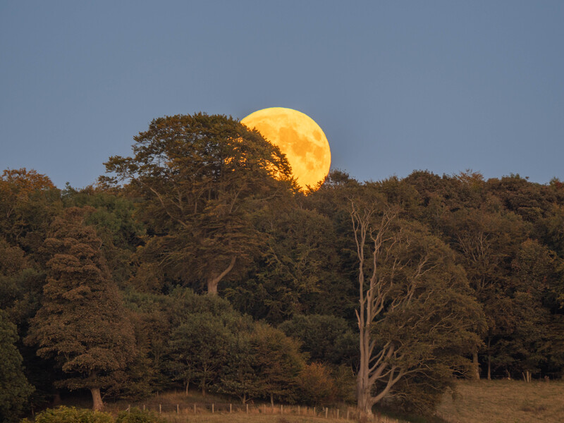 Large full moon rising behind silhouetted trees at dusk with golden lighting.