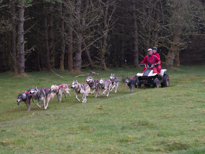 Sled dog team running across a grass field with handlers on an ATV behind them.