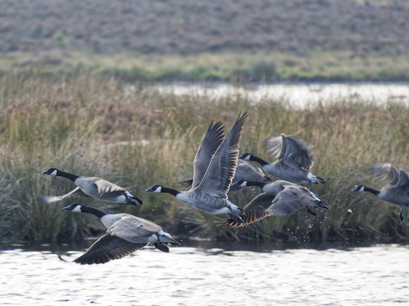 A flock of geese taking flight from water, with marsh grasses and distant shoreline in background.