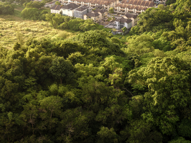 Aerial view of dense green woodland with residential buildings visible at the top edge.