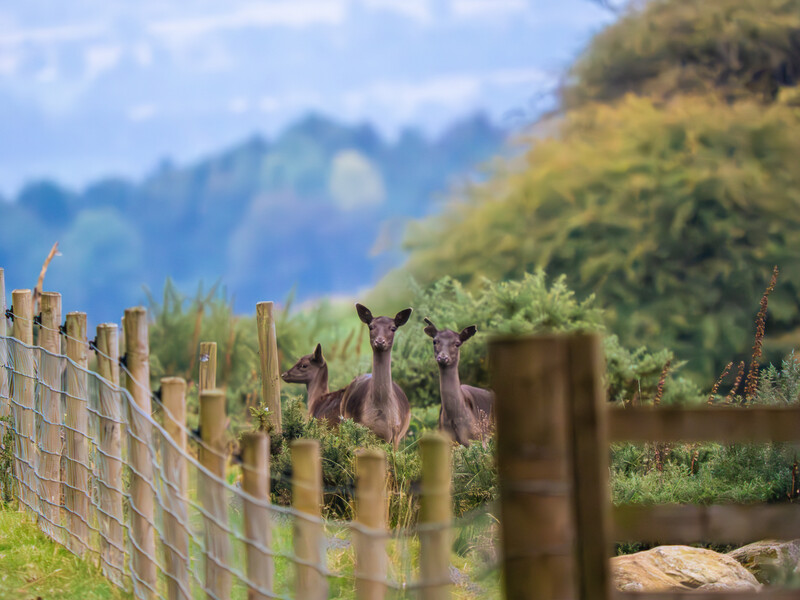 Two deer standing alert behind a wooden fence with blurred forested hills in the background.