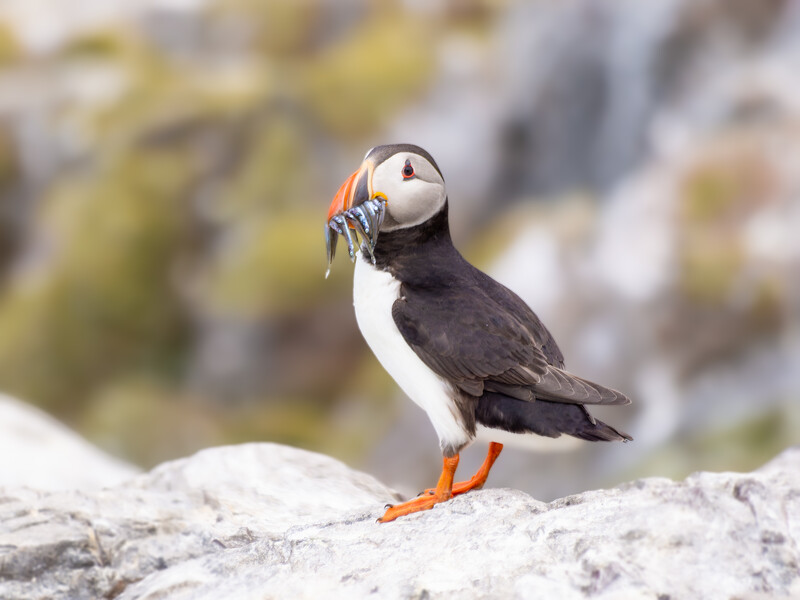 Atlantic puffin perched on a rock, holding small fish in its beak.