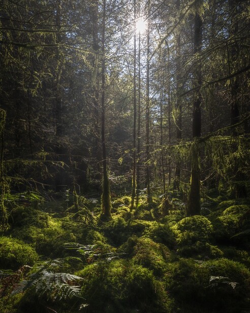 Dense temperate forest with tall conifers, thick moss-covered ground, and dappled sunlight filtering through canopy.