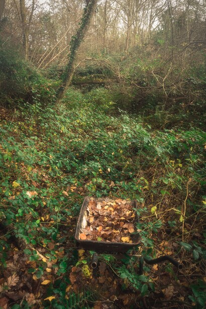 Wooden crate filled with fallen leaves sits among dense undergrowth in a misty forest.