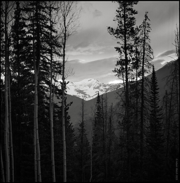 Tall coniferous trees frame a snow-capped mountain peak in the distance under an overcast sky.
