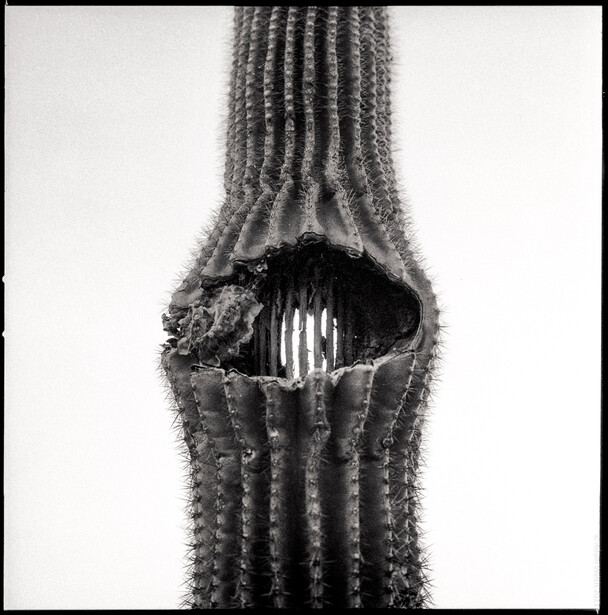 Black and white photograph of a saguaro cactus with a dark hollow opening in its columnar trunk.