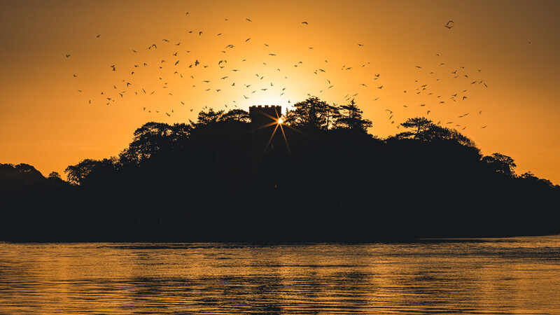 Silhouetted trees backlit by golden sunrise over calm water, with birds flying overhead.
