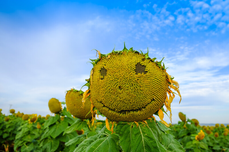 Mature sunflower with a smiling face-like pattern in the seed disk, surrounded by green leaves in a field.