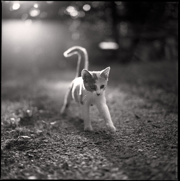 Young kitten walking on gravel with tail raised, shot in black and white with shallow depth of field.