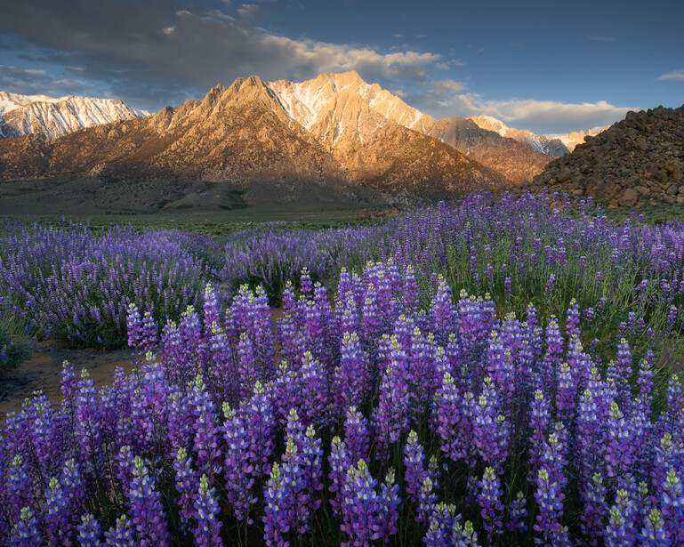 Purple lupine flowers blooming in a meadow with snow-capped mountains and golden sunlight in the background.