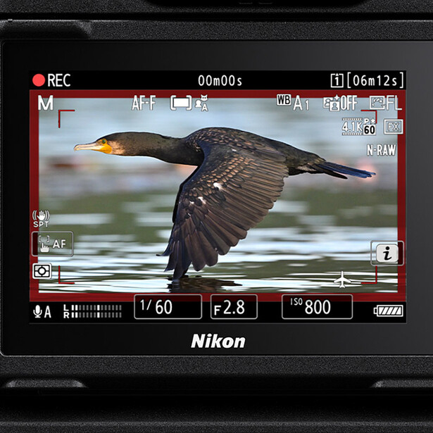Screenshot of a Nikon camera monitor displaying a cormorant in flight over water during video recording.