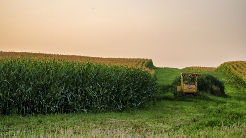 Yellow bulldozer clearing vegetation between two cornfields under overcast sky.