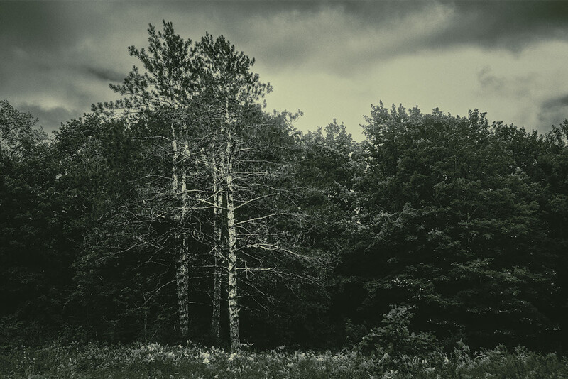 Tall birch trees with bare branches stand among darker conifers beneath an overcast sky.