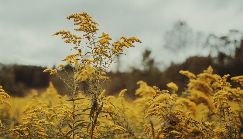 Golden wildflowers in soft focus field with overcast sky and distant tree line.