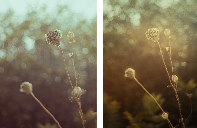 Dried seed pods backlit by warm, bokeh-filled background light.