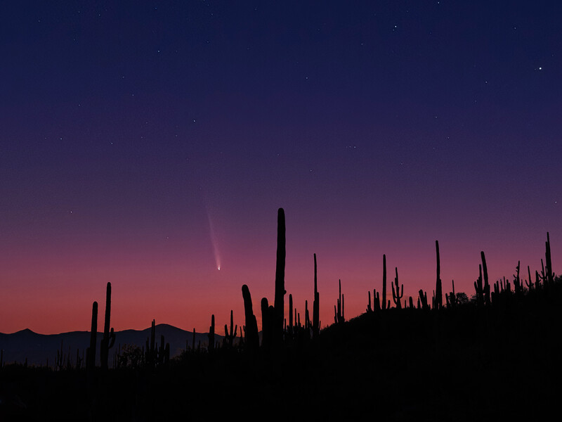 Silhouetted saguaro cacti against a twilight sky with purple and pink hues.