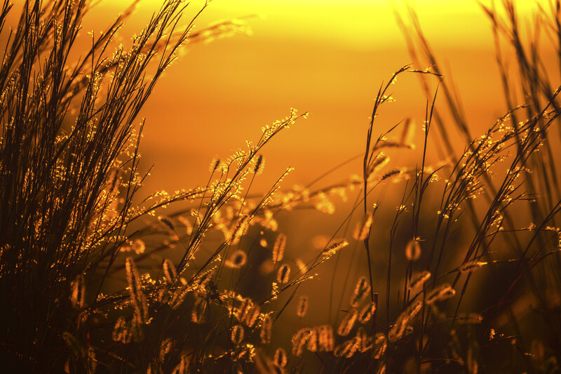 Dried ornamental grass backlit by warm golden sunset light, creating silhouettes and rim lighting effects.