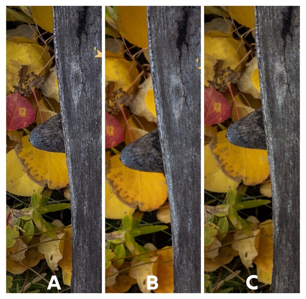 Three vertical film strips showing autumn leaves and branches with varying exposure and color saturation.