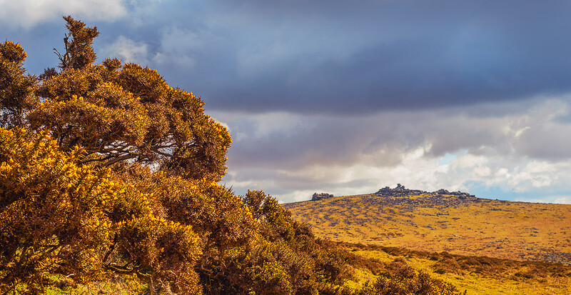 Golden-lit tree on a hillside with distant ridgeline under dramatic cloudy sky.